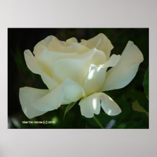 Vit ros Ballerina Poster