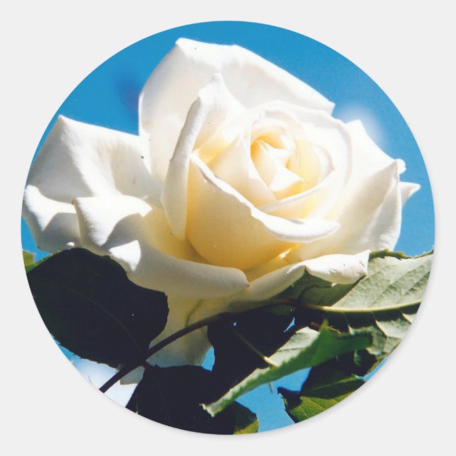 Vit ros Beauty Runt Klistermärke (Framsida)
