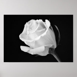 Vit ros Black and White Photographic Art Print Poster