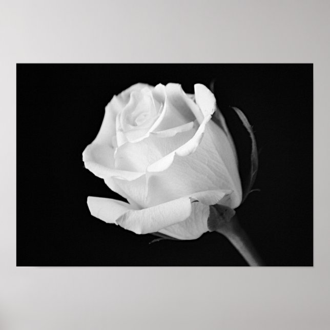 Vit ros Black and White Photographic Art Print Poster (Framsidan)