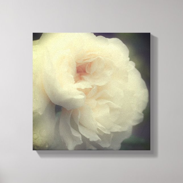 Vit ros blomma i blomman canvastryck (Framsida)