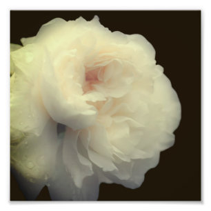 Vit ros blomma i Fullt Bloom 8 x 8 Fototryck