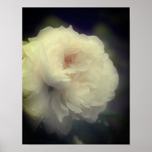 Vit ros blomma i Fullt Bloom Poster