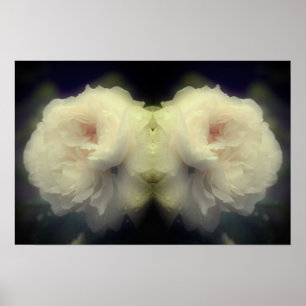 Vit ros blomma i Fullt Bloom Spegel Abstrakt Poster