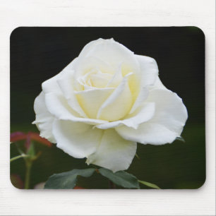 Vit ros blomma musmatta