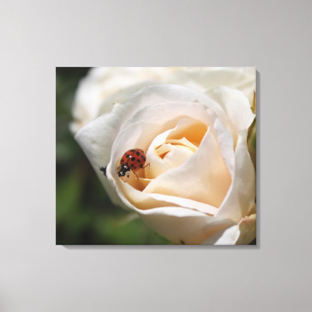 vit ros blomma och nyckelpiga. blommigt canvastryck (Framsida)