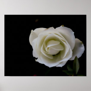 Vit ros blommar på svart bakgrund poster