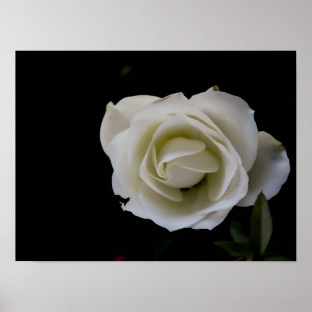 Vit ros blommar på svart bakgrund poster (Framsidan)