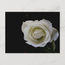 Vit ros blommar på svart bakgrund vykort