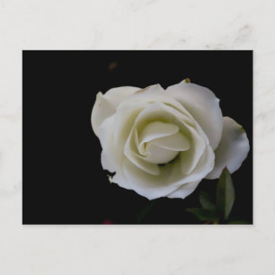 Vit ros blommar på svart bakgrund vykort