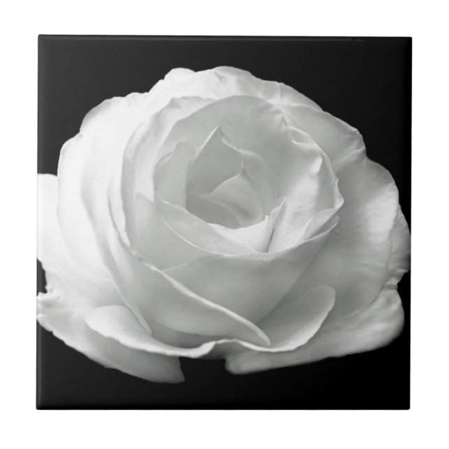 Vit ros blomstrar för fredkärlek för blommor kakelplatta (Framsidan)