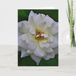 Vit ros Bloom Scripture Card John 1:9 Kort