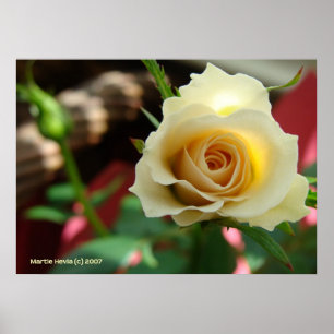 Vit ros Bud Poster
