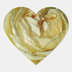 Vit ros, Cream Flowers, Elegant Blommigt Heart Hjärtformat Klistermärke