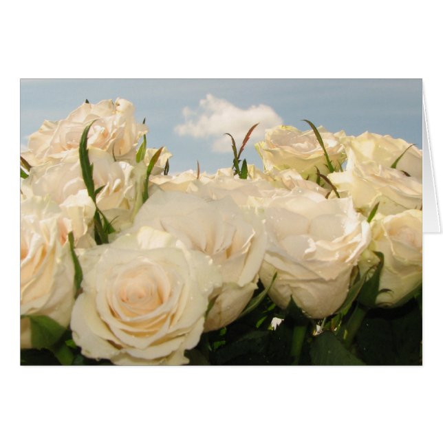 Vit ros delight hälsningskort (Framsidan Horizontal)