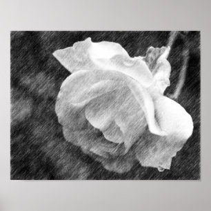 Vit ros Flower Black Pencil Teckning Poster