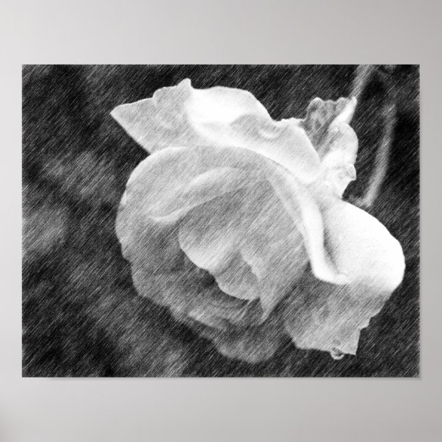 Vit ros Flower Black Pencil Teckning Poster (Framsidan)
