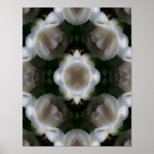 Vit ros Flowers Abstrakt Poster