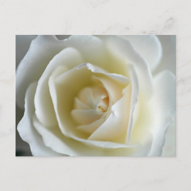 Vit ros-foto vykort (Framsida)