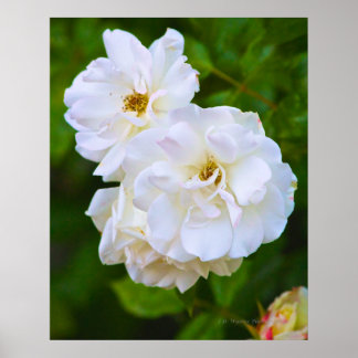Vit ros i blomma poster