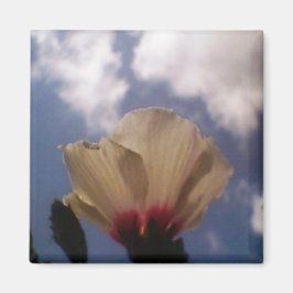 Vit ros i Cloudy Blå himmel Magnet