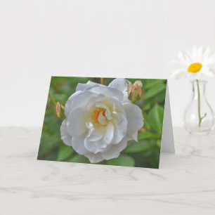 Vit ros i ett Garden Art Note Card-kort Kort