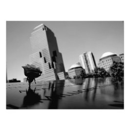 Vit ros i hågkomst fototryck