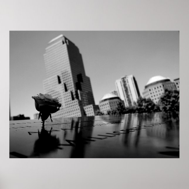 Vit ros i hågkomst poster (Framsidan)