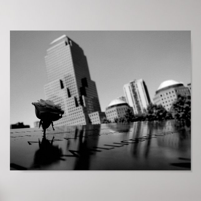 Vit ros i hågkomst poster (Framsidan)