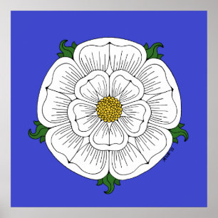 Vit ros i York Poster