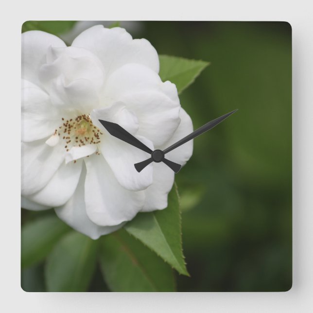 Vit ros-klocka fyrkantig klocka (Framsida)