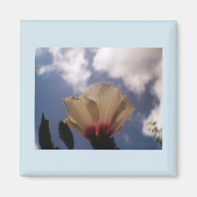 Vit ros magnet (Framsidan)