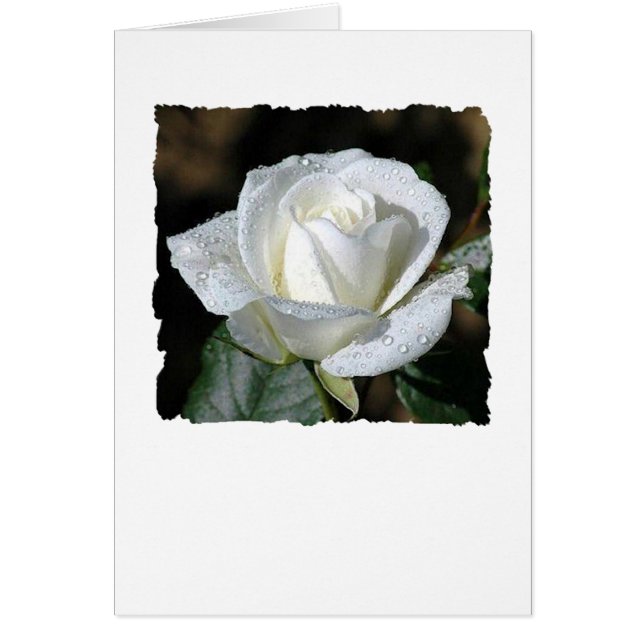 Vit ros med Dew Hälsningskort (Framsidan)