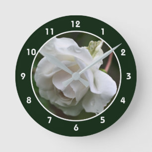 Vit ros med regndroppar blomma rund klocka