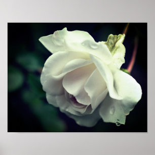 Vit ros med regndroppar, Blommigt Poster