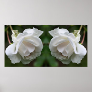 Vit ros med regndroppar Blommigt Spegel Abstrakt Poster