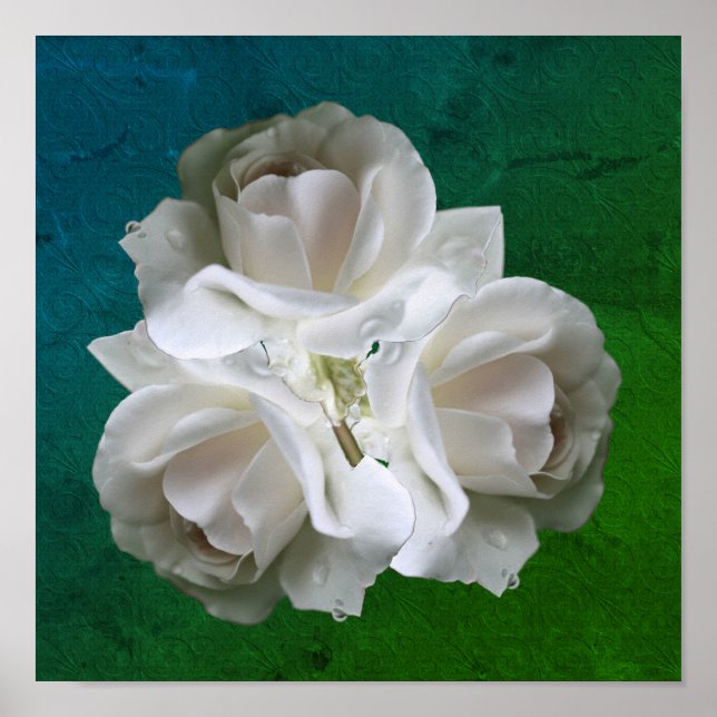 Vit ros med regndroppar Bouquet Poster (Framsidan)