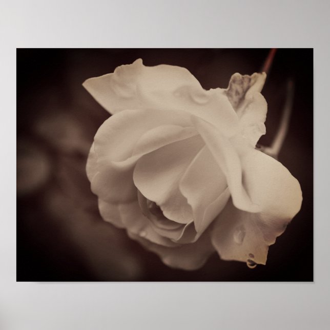 Vit ros med regndroppar i Sepia Poster (Framsidan)
