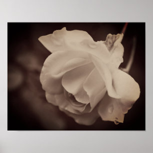 Vit ros med regndroppar i vintage sepia poster