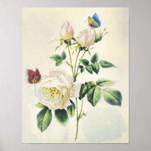 Vit ros och Butterflies av Pierre Redoute Poster