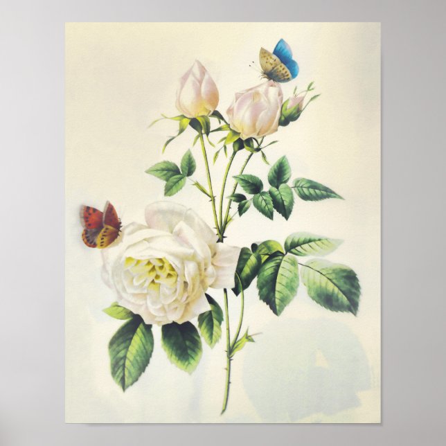Vit ros och Butterflies av Pierre Redoute Poster (Framsidan)