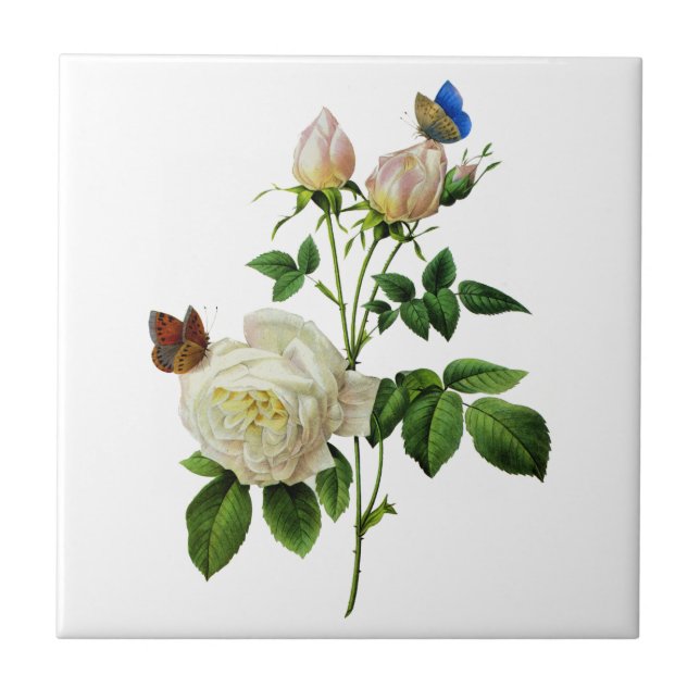 Vit ros och Butterflies av Redoute Kakelplatta (Framsidan)