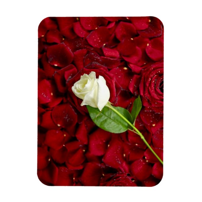 Vit ros på Red Petals Magnet (Vertikal)