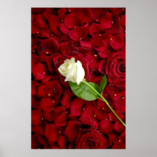 Vit ros på Red Petals Poster