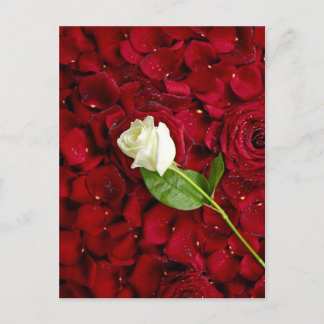 Vit ros på Red Petals Vykort (Framsida)