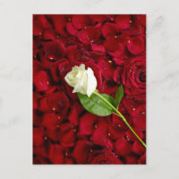 Vit ros på Red Petals