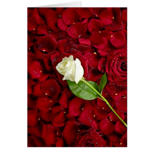 Vit ros på röda Petals Hälsningskort (Framsidan)