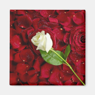 Vit ros på röda Petals Magnet