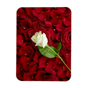 Vit ros på röda Petals Magnet
