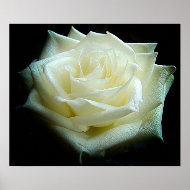 Vit ros Poster (Framsidan)